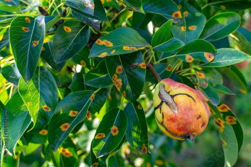 Pear leaves and fruit with symptoms of pear rust, orange fungal spots, fruit deformation, disease transmitted by juniper trees.