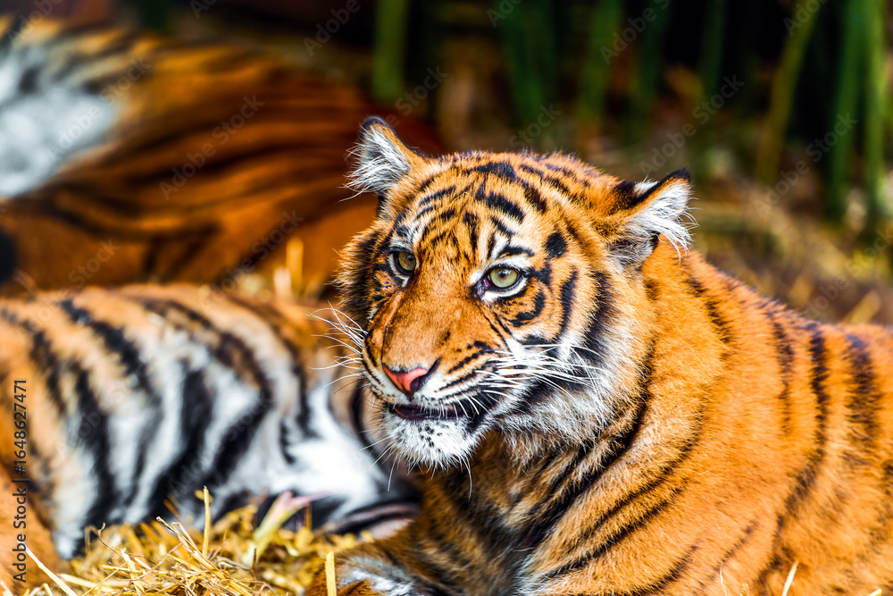 Fototapeta premium Striped wildcat showing grooming behaviour