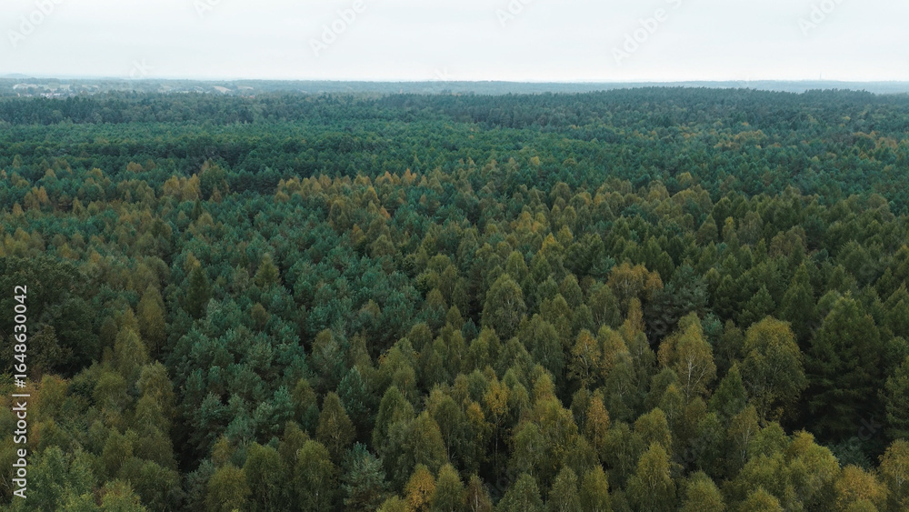 Fototapeta premium Green and yellow trees in vast forest