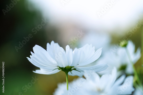 White cosmos flower in soft focus close-up