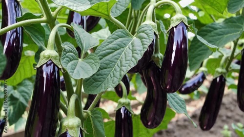 Closeup of ripe eggplants growing on a plant in a garden