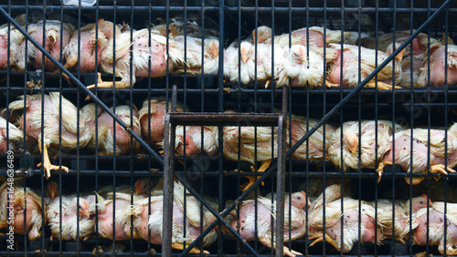 Overcrowded Chickens in Transport Cages