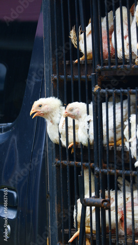Fotografie Overcrowded Chickens in Transport Cages