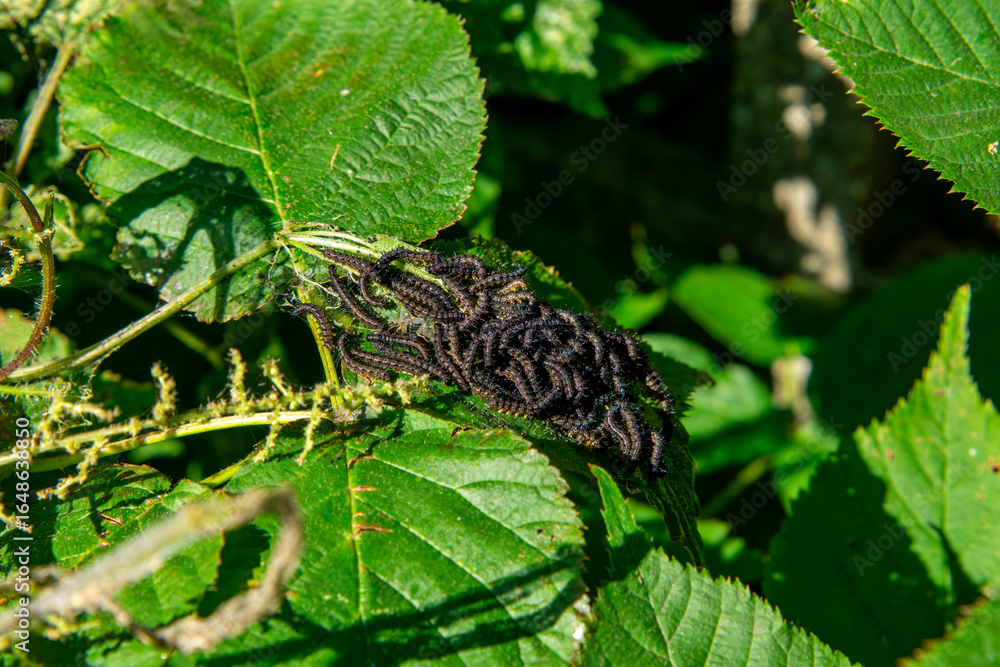 Obraz premium Cluster of black caterpillars on green plant leaves in natural environment, visible insect details and leaf texture.