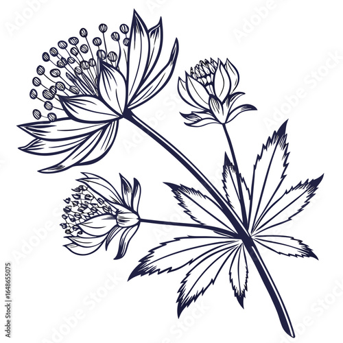 astrantia moulin rouge on white background 