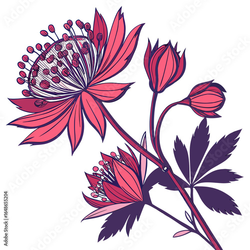 vector illustration of astrantia moulin rouge