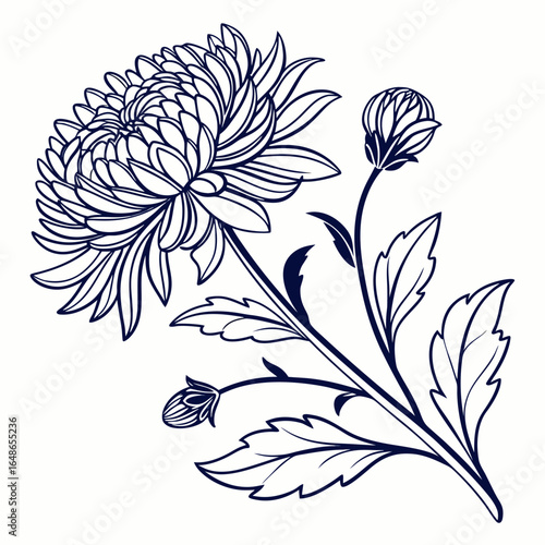 aster pink mexican with leaves