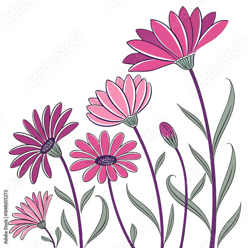 aster pink mexican with leaves