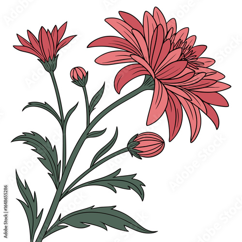 aster pink mexican on white background 