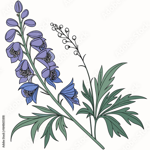 aconitum vulparia on white background