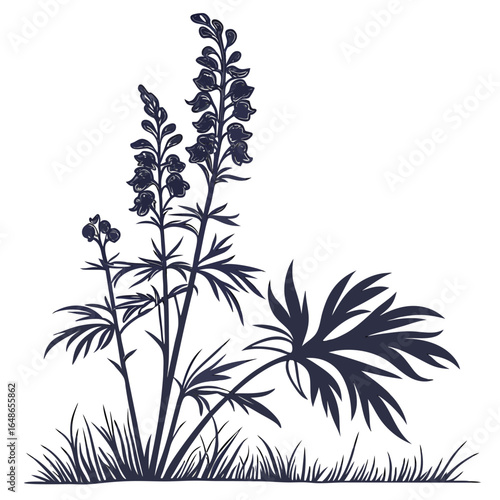 black and white aconitum heterophyllum vector