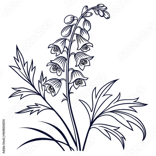 black and white aconitum carmicheaelii