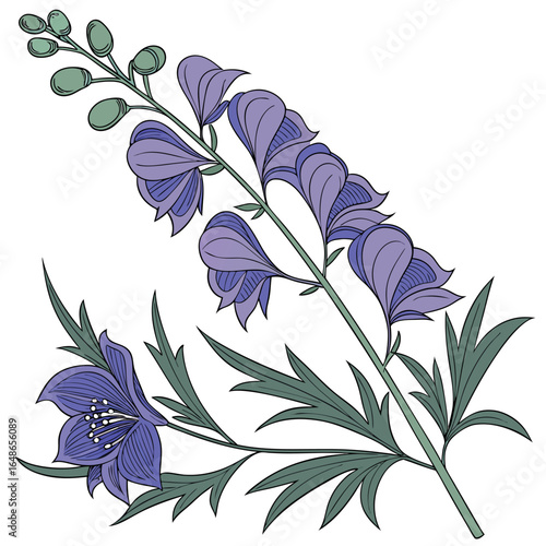 floral background with aconitum carmicheaelii