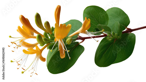 Golden Honeysuckle in Bloom: Close-up of a delicate honeysuckle flower with its vibrant yellow petals, intricate stamens, and lush green leaves. Evoking feelings of beauty and natural freshness.