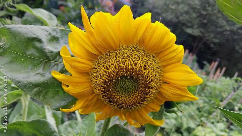 Obraz premium sunflower and bee