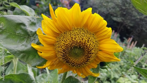 sunflower and bee