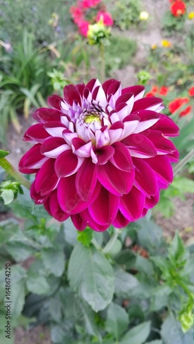 pink dahlia flower