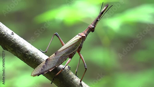 Wallpaper Mural Astonishing Closeup of a Giant Water Bug Perched on a Branch in Lush Green Forest Torontodigital.ca