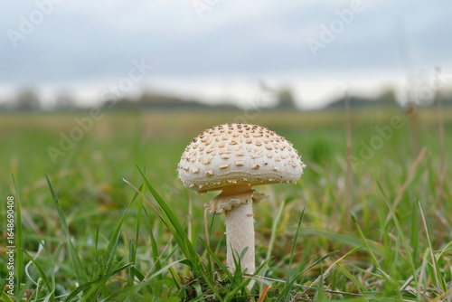 Mushroom growing on field fungus agaric plant.