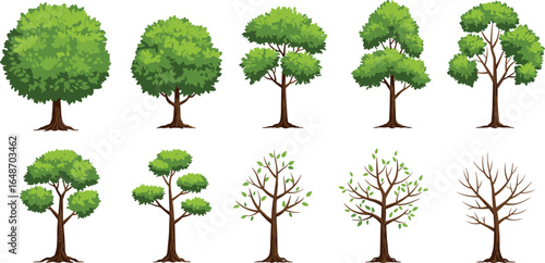 Cartoon trees vector set with different shapes, seasonal leaf coverage, green foliage, bare branches, nature illustrations, isolated on white background