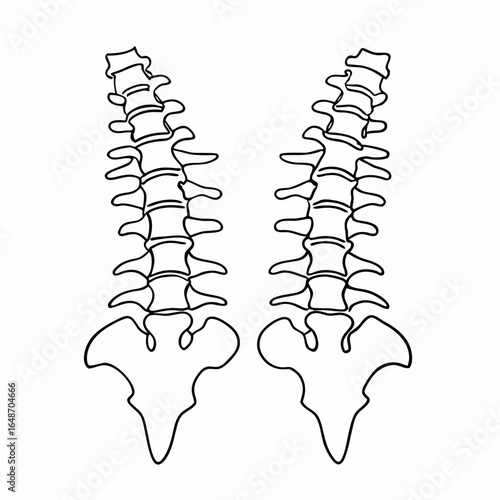 human spines. orthopedic anatomy