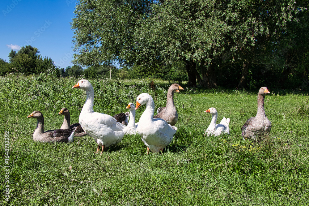 Obraz premium Geese graze on a green meadow. A flock of domestic geese walks together.
