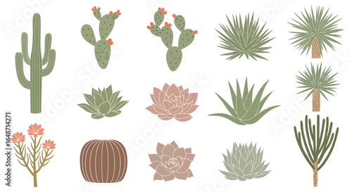 A diverse collection of illustrated desert plants, including saguaro, prickly pear cacti, succulents, and yucca in a muted color palette.