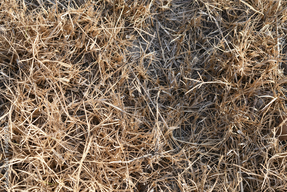 Dried dead grass in the sun. Nature background. Dried dead grass in the sun. Nature background.