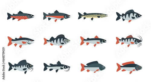 Collection of Various Stylized Fish Illustrations in Flat Design