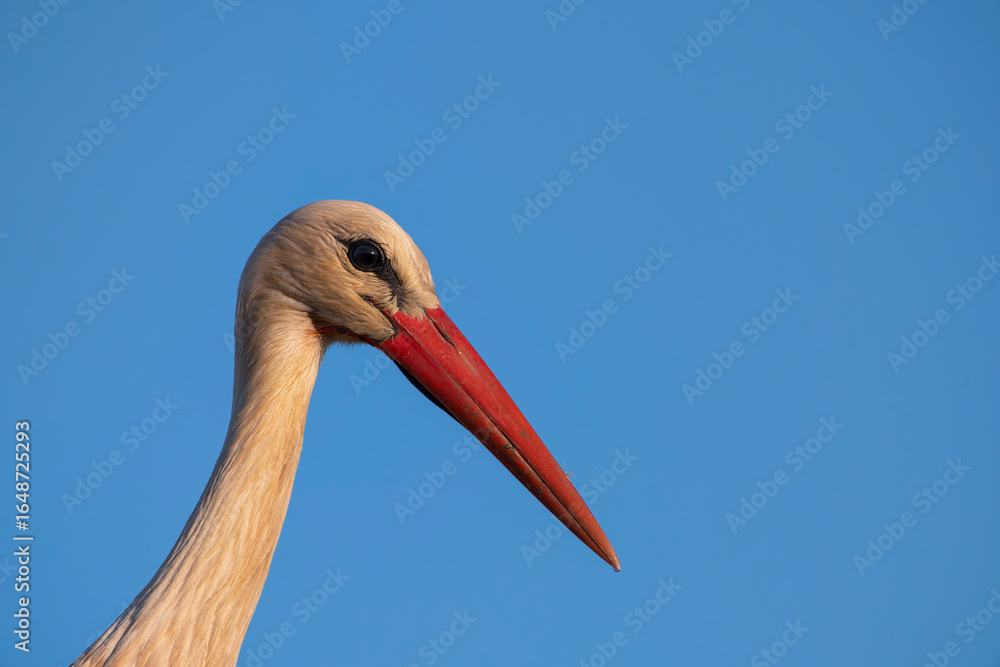 Obraz premium Closeup of white stork with blue sky in the background.