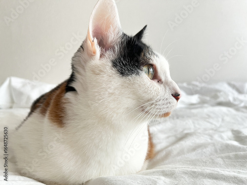 白いベッドの上でくつろぐ三毛猫の横顔