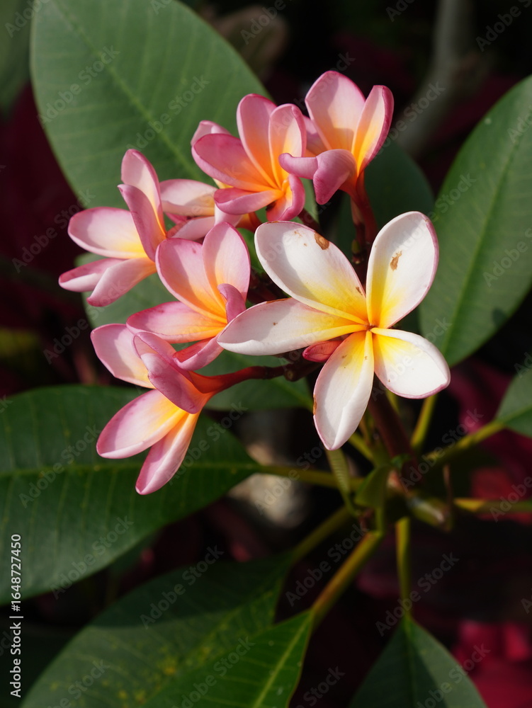 Fototapeta premium Close-up of pink and yellow frangipani (plumeria) flowers with delicate petals, surrounded by glossy green leaves, captured in natural sunlight.