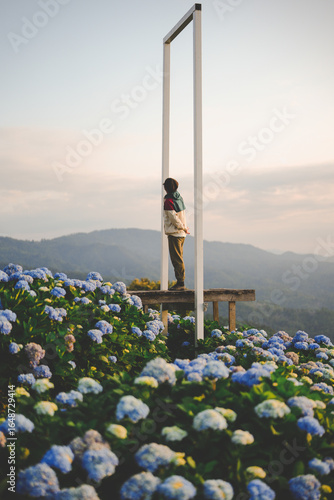 Tourist with blooming Hydrangeas flowers in the morning garden at Doi Mae Mon at  Chiang Rai, Thailand.