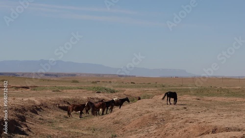 Wallpaper Mural Wild Horses on the desert prairie of southwestern Colorado Torontodigital.ca