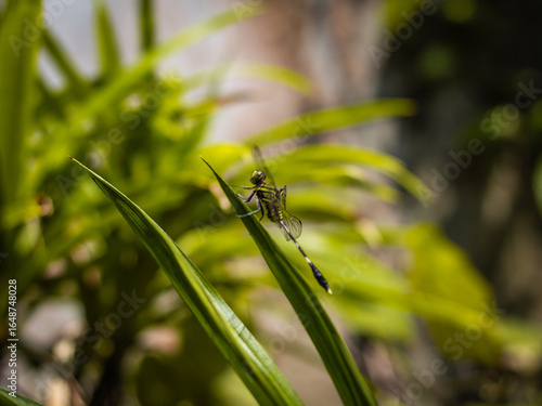 Macro close-up of a dragonfly resting on the tip of a green leaf, showcasing its transparent wings and detailed body structure. 