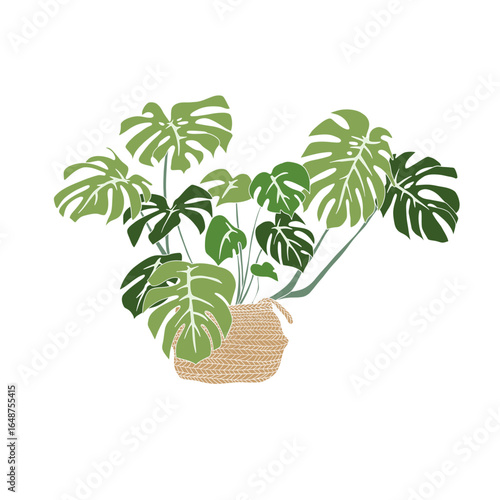 Monstera Plant in Woven Basket – Tropical Houseplant vector Illustration.
