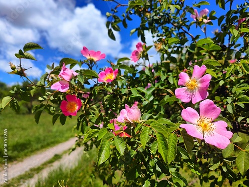 Vibrant Pink Wild Rose with Blue Sky Background. Dog Rose (Rosa canina), Virginia Rose (Rosa virginiana), or Smooth Rose