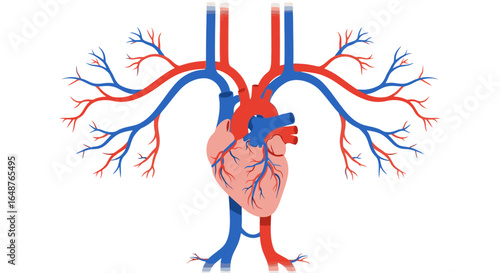 Anatomically correct heart and vascular system illustration for medical education or healthcare marketing needs