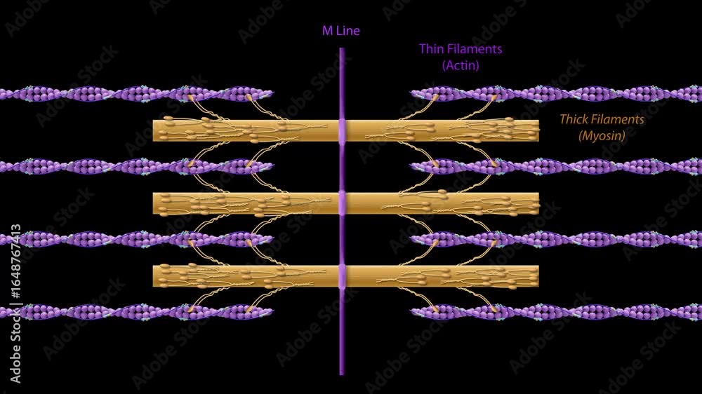 3D animation of sarcomere structure with thick myosin filaments, thin actin filaments, and M line in skeletal muscle fiber