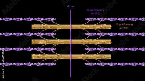 3D animation of sarcomere structure with thick myosin filaments, thin actin filaments, and M line in skeletal muscle fiber