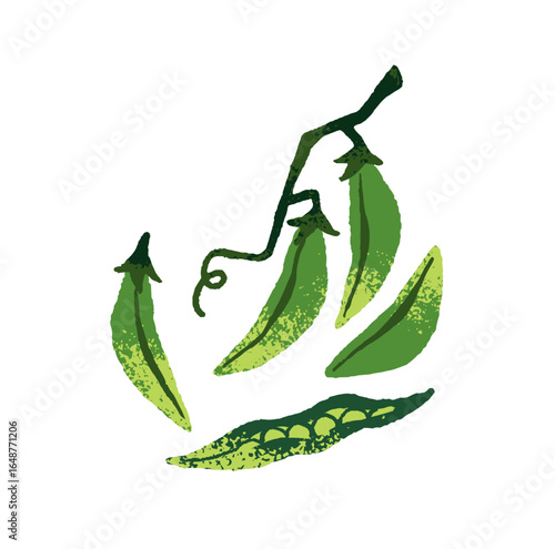 Branch of green pea pods with beans. Icon of fresh vegetable, veggie. Healthy farm food, farmer eating. Agriculture harvest, crop. Flat isolated hand drawn vector illustration on white background.