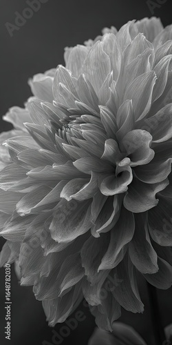 Close-up grayscale dahlia