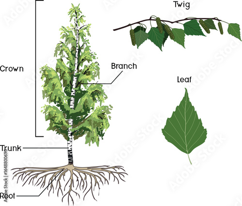 Birch tree (Betula pendula) with root system, twig and green leaf isolated on white background. Educational material for biology lesson