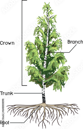 Birch tree (Betula pendula) with root system isolated on white background. Educational material for biology lesson