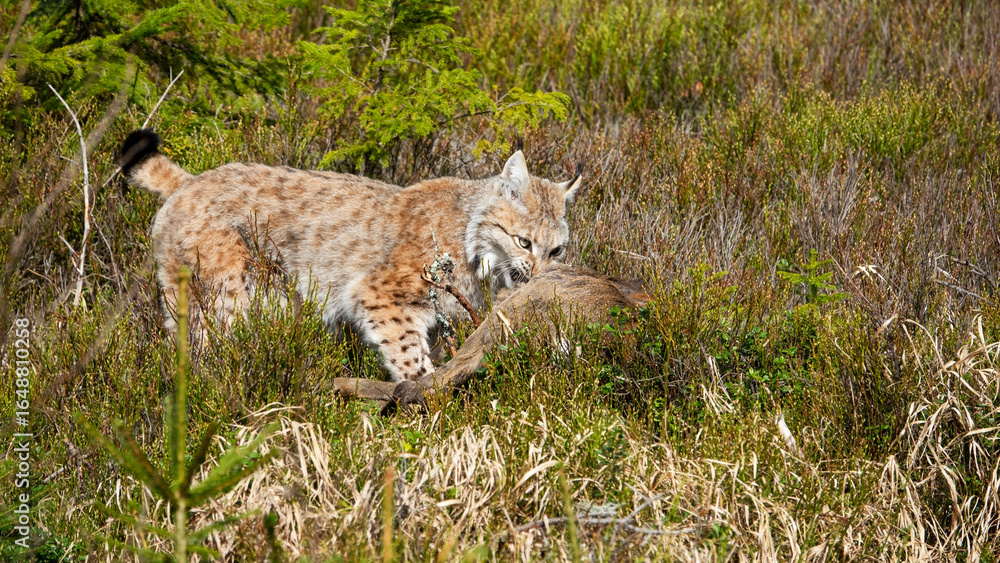Obraz premium The Eurasian lynx (Lynx lynx) is the largest European cat and has hunted a roe deer.