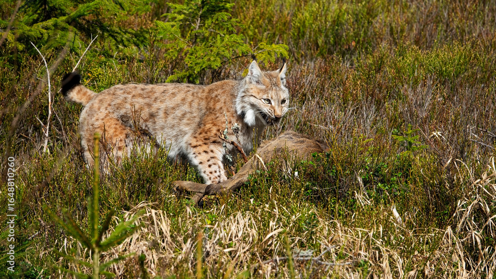 Obraz premium The Eurasian lynx (Lynx lynx) is the largest European cat and has hunted a roe deer.