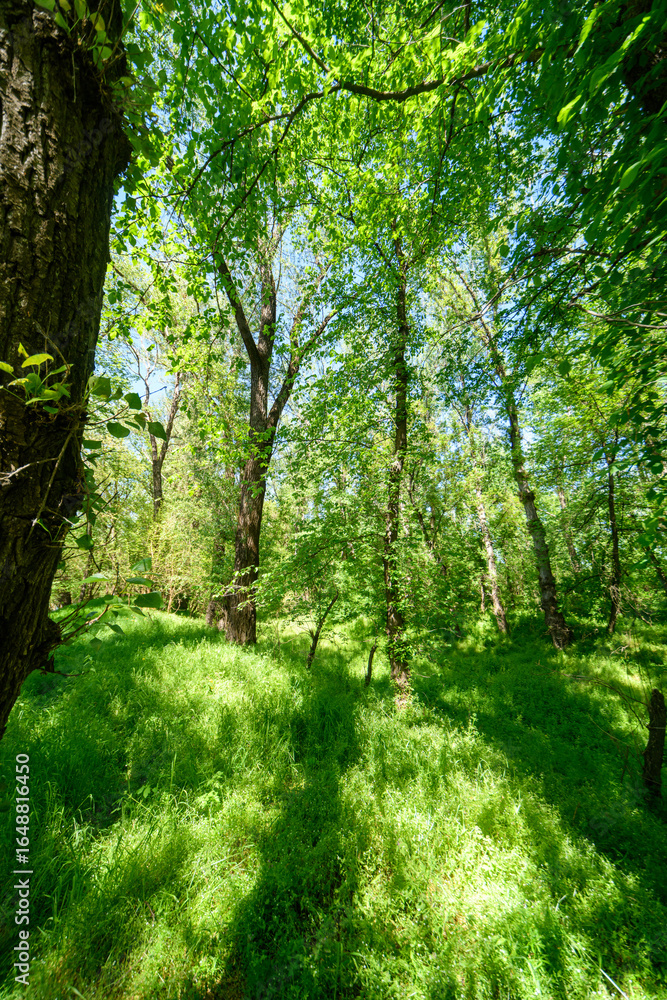 Naklejka premium Beautiful spring landscapes in green forest with bright sunlight shining through leaves of trees onto grass.