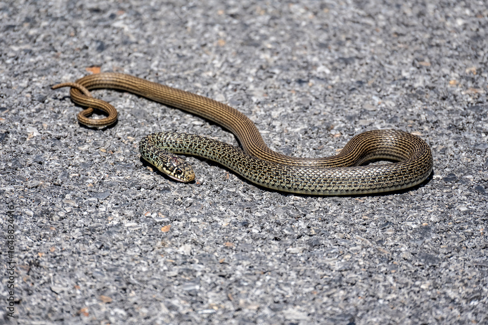 Obraz premium Balkan snake in the wild on a sunny day in August in Greece