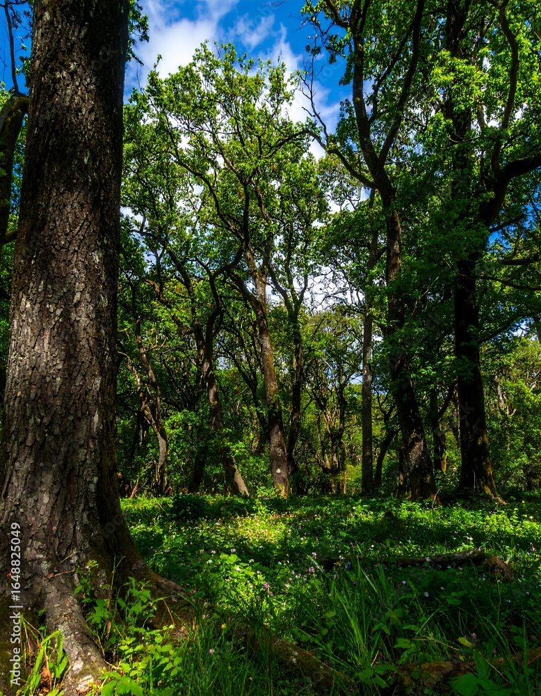 Obraz premium Lush forest scene with sunlight filtering through trees