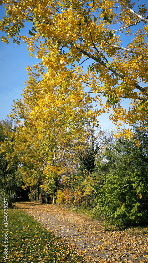 Fototapeta premium poplar trees with golden autumn leaves in sunlight